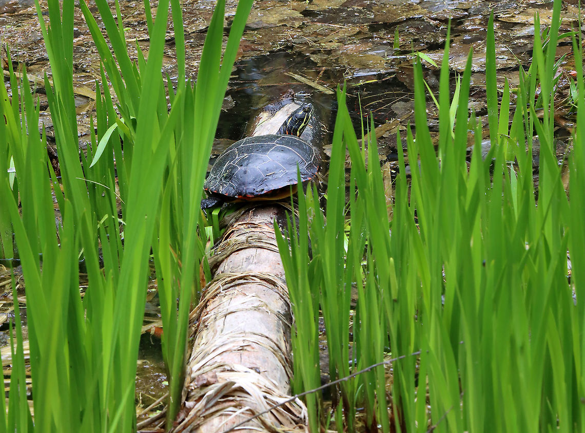 Painted Turtle - Chrysemys picta This is a very popular log in this small pond. There are always turtles, frogs, or snakes on it. <br />
<br />
Habitat: Small pond in a mixed forest Chrysemys,Chrysemys picta,Geotagged,Painted turtle,Spring,United States,turtle