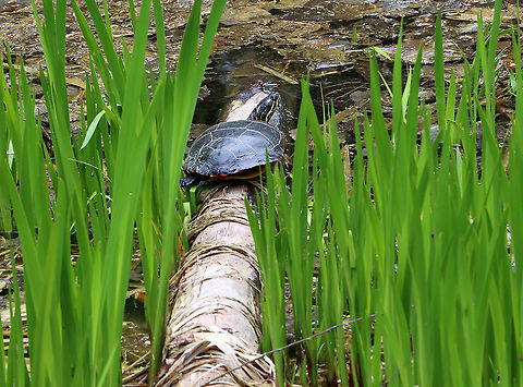 Painted Turtle - Chrysemys picta This is a very popular log in this small pond. There are always turtles, frogs, or snakes on it. 

Habitat: Small pond in a mixed forest Chrysemys,Chrysemys picta,Geotagged,Painted turtle,Spring,United States,turtle