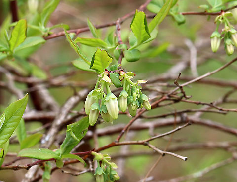 Northern Highbush Blueberry - Vaccinium corymbosum Habitat: Bog Geotagged,Northern highbush blueberry,Spring,United States,Vaccinium,Vaccinium corymbosum,blue huckleberry,blueberry,high blueberry,swamp blueberry,swamp huckleberry,tall huckleberry