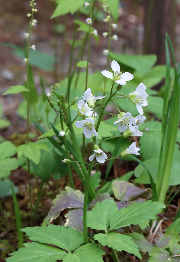Two-leaved Toothwort - Cardamine diphylla Habitat: Rocky, mixed forest<br />
<figure class="photo"><a href="https://www.jungledragon.com/image/127415/two-leaved_toothwort_-_cardamine_diphylla.html" title="Two-leaved Toothwort - Cardamine diphylla"><img src="https://s3.amazonaws.com/media.jungledragon.com/images/3232/127415_thumb.jpg?AWSAccessKeyId=05GMT0V3GWVNE7GGM1R2&Expires=1759968010&Signature=4LecdsjDJBI1LAHvPFv%2BmgoOuQA%3D" width="120" height="152" alt="Two-leaved Toothwort - Cardamine diphylla Habitat: Rocky, mixed forest<br />
https://www.jungledragon.com/image/127414/two-leaved_toothwort_-_cardamine_diphylla.html<br />
 Cardamine diphylla,Geotagged,Spring,Two-leaved Toothwort,United States" /></a></figure> Cardamine,Cardamine diphylla,Geotagged,Spring,Two-leaved Toothwort,United States,toothwort