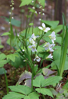 Two-leaved Toothwort - Cardamine diphylla Habitat: Rocky, mixed forest
https://www.jungledragon.com/image/127415/two-leaved_toothwort_-_cardamine_diphylla.html Cardamine,Cardamine diphylla,Geotagged,Spring,Two-leaved Toothwort,United States,toothwort