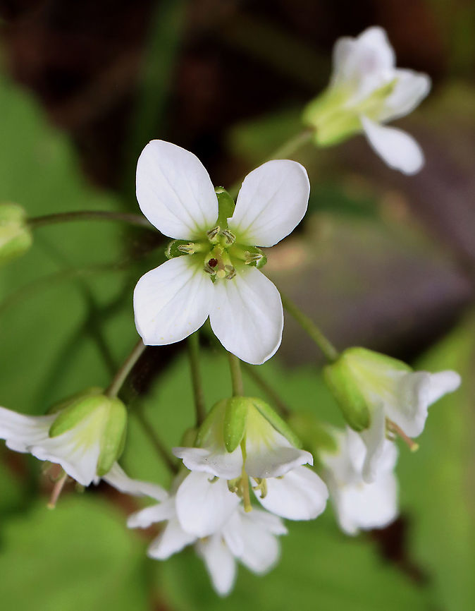 Two-leaved Toothwort - Cardamine diphylla Habitat: Rocky, mixed forest<br />
<figure class="photo"><a href="https://www.jungledragon.com/image/127414/two-leaved_toothwort_-_cardamine_diphylla.html" title="Two-leaved Toothwort - Cardamine diphylla"><img src="https://s3.amazonaws.com/media.jungledragon.com/images/3232/127414_thumb.jpg?AWSAccessKeyId=05GMT0V3GWVNE7GGM1R2&Expires=1767225610&Signature=OIqw9wDawKbVnTw0rLhzhzrEsdM%3D" width="106" height="152" alt="Two-leaved Toothwort - Cardamine diphylla Habitat: Rocky, mixed forest<br />
https://www.jungledragon.com/image/127415/two-leaved_toothwort_-_cardamine_diphylla.html Cardamine,Cardamine diphylla,Geotagged,Spring,Two-leaved Toothwort,United States,toothwort" /></a></figure><br />
 Cardamine diphylla,Geotagged,Spring,Two-leaved Toothwort,United States