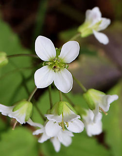 Two-leaved Toothwort - Cardamine diphylla Habitat: Rocky, mixed forest
https://www.jungledragon.com/image/127414/two-leaved_toothwort_-_cardamine_diphylla.html
 Cardamine diphylla,Geotagged,Spring,Two-leaved Toothwort,United States