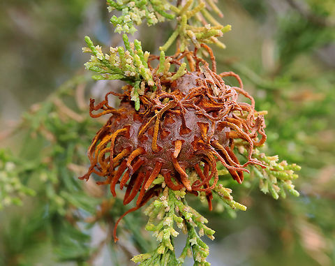Cedar-apple Rust Gall - Gymnosporangium juniperi-virginianae This fungus has the fancy name, Gymnosporangium juniperi-virginianae, which means "naked spore-bearer of the eastern juniper tree." It's a heteroecious rust, which means that it requires two species of plants to complete its life cycle. Those two species of plants are: the eastern red cedar (Juniperus virginianus) and apple trees (Malus sylvestris). It's also an obligate pathogen, so it can't live without those hosts. It has four different stages, the most impressive of which is the orange teliospore stage because this is when the gall sprouts gelatinous, orange horns that look like tentacles. The one in this photo was dried up.

Habitat: Mixed forest Cedar-apple Rust,Geotagged,Gymnosporangium,Gymnosporangium juniperi-virginianae,Spring,United States,fungus,gall,rust