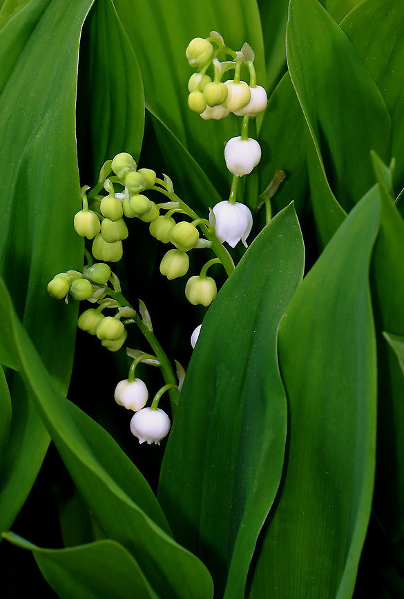 May Bells - Convallaria majalis All parts of this plant are highly poisonous. If ingested, symptoms include abdominal pain, vomiting, reduced heart rate, blurred vision, drowsiness, and red skin rashes. Approximately 38 different cardiac glycosides have been found in this species! <br />
<br />
My great-grandmother grew this plant for herbal use, lol. When I was a child, I loved the flowers and desperately wanted to pick some, but my father wouldn&#039;t let me anywhere near the plants.<br />
<br />
Habitat: Audubon garden edge<br />
 Convallaria,Convallaria majalis,Geotagged,Lily of the valley,Spring,United States,may bells
