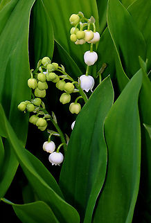 May Bells - Convallaria majalis All parts of this plant are highly poisonous. If ingested, symptoms include abdominal pain, vomiting, reduced heart rate, blurred vision, drowsiness, and red skin rashes. Approximately 38 different cardiac glycosides have been found in this species! 

My great-grandmother grew this plant for herbal use, lol. When I was a child, I loved the flowers and desperately wanted to pick some, but my father wouldn't let me anywhere near the plants.

Habitat: Audubon garden edge
 Convallaria,Convallaria majalis,Geotagged,Lily of the valley,Spring,United States,may bells