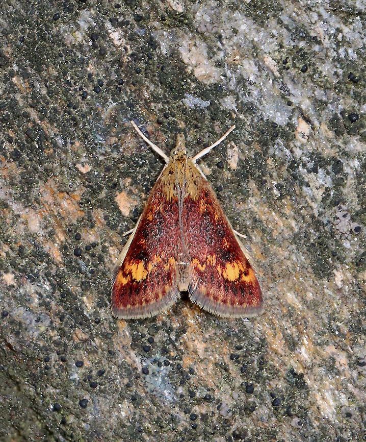 Orange Mint Moth - Pyrausta orphisalis *Rotated<br />
<br />
Habitat: Resting on a stone wall enclosing a small garden at an audubon Crambidae,Geotagged,Orange mint moth,Pyrausta,Pyrausta orphisalis,Spring,United States,mint moth,moth
