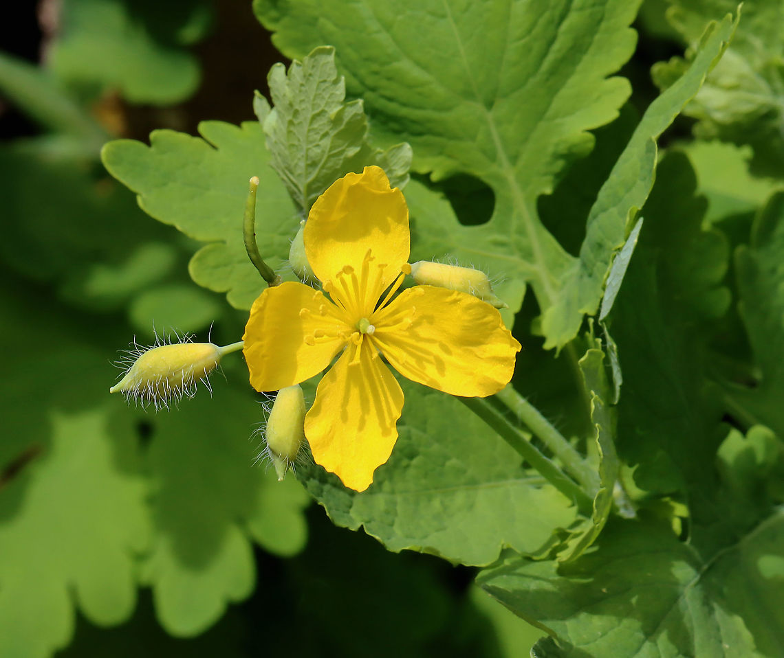 Greater Celandine - Chelidonium majus Habitat: Probably a garden escapee because it was growing along a stone wall near a garden at Audubon<br />
<figure class="photo"><a href="https://www.jungledragon.com/image/127421/greater_celandine_-_chelidonium_majus.html" title="Greater Celandine - Chelidonium majus"><img src="https://s3.amazonaws.com/media.jungledragon.com/images/3232/127421_thumb.jpg?AWSAccessKeyId=05GMT0V3GWVNE7GGM1R2&Expires=1759968010&Signature=%2BoTum4VBBYeqTQhK%2FXb%2BZvbzbbc%3D" width="118" height="152" alt="Greater Celandine - Chelidonium majus Habitat: Probably a garden escapee because it was growing along a stone wall near a garden at Audubon<br />
https://www.jungledragon.com/image/127420/greater_celandine_-_chelidonium_majus.html Chelidonium,Chelidonium majus,Geotagged,Greater celandine,Spring,United States,celandine" /></a></figure> Chelidonium majus,Geotagged,Greater celandine,Spring,United States