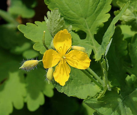 Greater Celandine - Chelidonium majus Habitat: Probably a garden escapee because it was growing along a stone wall near a garden at Audubon
https://www.jungledragon.com/image/127421/greater_celandine_-_chelidonium_majus.html Chelidonium majus,Geotagged,Greater celandine,Spring,United States