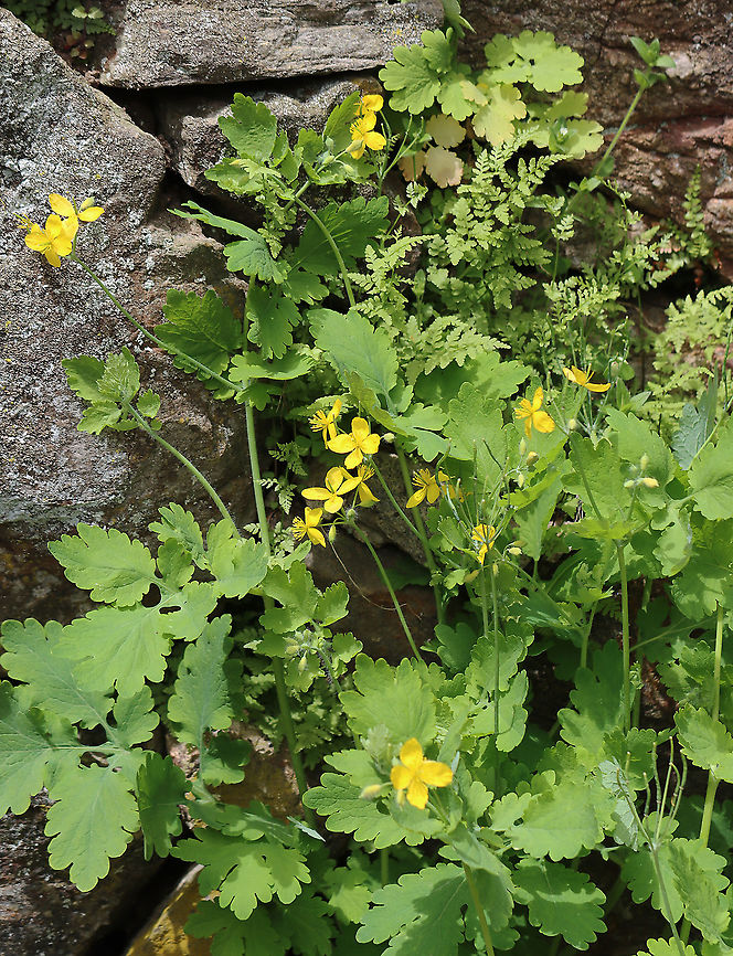 Greater Celandine - Chelidonium majus Habitat: Probably a garden escapee because it was growing along a stone wall near a garden at Audubon<br />
<figure class="photo"><a href="https://www.jungledragon.com/image/127420/greater_celandine_-_chelidonium_majus.html" title="Greater Celandine - Chelidonium majus"><img src="https://s3.amazonaws.com/media.jungledragon.com/images/3232/127420_thumb.jpg?AWSAccessKeyId=05GMT0V3GWVNE7GGM1R2&Expires=1769040010&Signature=v%2B6AVeB3dYTYB6%2BT1Vj34z0kfig%3D" width="200" height="170" alt="Greater Celandine - Chelidonium majus Habitat: Probably a garden escapee because it was growing along a stone wall near a garden at Audubon<br />
https://www.jungledragon.com/image/127421/greater_celandine_-_chelidonium_majus.html Chelidonium majus,Geotagged,Greater celandine,Spring,United States" /></a></figure> Chelidonium,Chelidonium majus,Geotagged,Greater celandine,Spring,United States,celandine