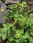 Greater Celandine - Chelidonium majus Habitat: Probably a garden escapee because it was growing along a stone wall near a garden at Audubon<br />
https://www.jungledragon.com/image/127420/greater_celandine_-_chelidonium_majus.html Chelidonium,Chelidonium majus,Geotagged,Greater celandine,Spring,United States,celandine