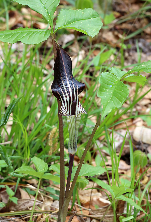 Jack-in-the-pulpit - Arisaema triphyllum Habitat: Moist woodland Arisaema,Arisaema triphyllum,Geotagged,Jack-in-the-pulpit,Spring,United States