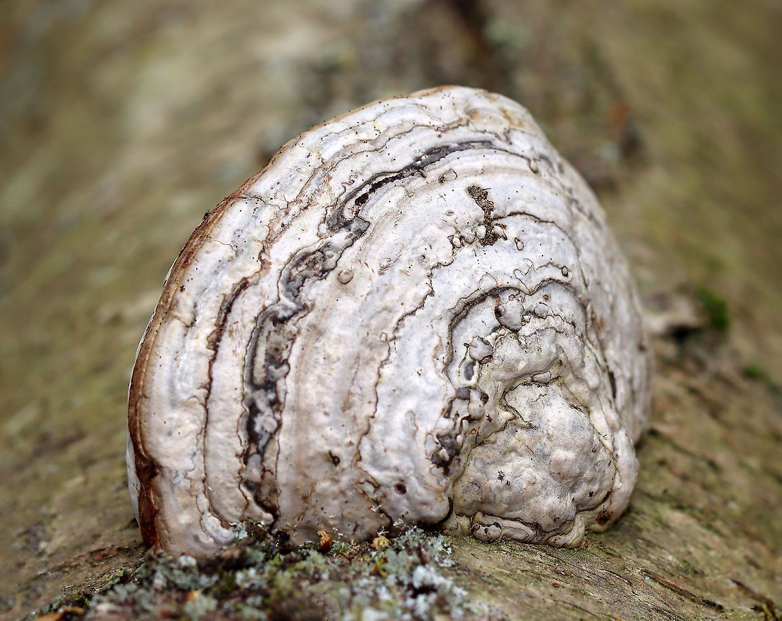 Tinder Conk - Fomes excavatus Habitat: Growing on hardwood; deciduous forest<br />
<figure class="photo"><a href="https://www.jungledragon.com/image/127472/tinder_conk_pores_-_fomes_excavatus.html" title="Tinder Conk Pores - Fomes excavatus"><img src="https://s3.amazonaws.com/media.jungledragon.com/images/3232/127472_thumb.jpg?AWSAccessKeyId=05GMT0V3GWVNE7GGM1R2&Expires=1759968010&Signature=1WgDvpXc%2BsihK8bB8mfTjLfkIiI%3D" width="200" height="144" alt="Tinder Conk Pores - Fomes excavatus Habitat: Growing on hardwood; deciduous forest<br />
https://www.jungledragon.com/image/127471/tinder_conk_-_fomes_excavatus.html Fomes excavatus,Geotagged,Spring,United States" /></a></figure> Fomes excavatus,Geotagged,Spring,United States,conk,fomes,fungus,mushroom,polypore,tinder conk