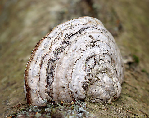 Tinder Conk - Fomes excavatus Habitat: Growing on hardwood; deciduous forest
https://www.jungledragon.com/image/127472/tinder_conk_pores_-_fomes_excavatus.html Fomes excavatus,Geotagged,Spring,United States,conk,fomes,fungus,mushroom,polypore,tinder conk