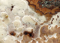 Tinder Conk Pores - Fomes excavatus Habitat: Growing on hardwood; deciduous forest<br />
https://www.jungledragon.com/image/127471/tinder_conk_-_fomes_excavatus.html Fomes excavatus,Geotagged,Spring,United States