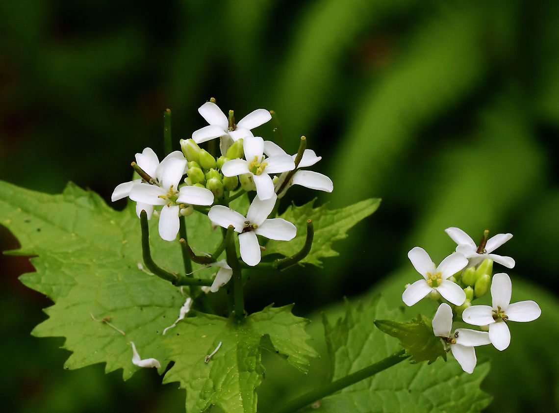 Poor Man's Mustard - Alliaria petiolata White flowers with 4 petals clustered at the stem tips. Leaves are toothed and have a garlic odor when crushed.<br />
<br />
This plant has a biennial life cycle - so, it only lives for two years. During the first year, it just looks like a cluster leaves. In the second year, tall stalks with small, white, terminal flowers grow. They are edible during the second year and taste like garlic. The flowers are delicious in salads, and the seeds can be roasted and ground for use as a spice.<br />
<br />
Habitat: Deciduous forest Alliaria,Alliaria petiolata,Brassicaceae,Garlic mustard,Geotagged,Poor Man's Mustard,Spring,United States