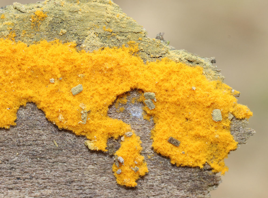 Slime Mold - Eumycetozoa Habitat: growing under the bark of a rotting sycamore (Platanus occidentalis); deciduous forest Eumycetozoa,Geotagged,Mycetozoa,Myxomycetes,Spring,United States,slime mold