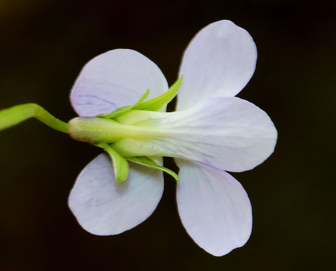 Violet - Viola sororia Habitat: Moist forest<br />
<figure class="photo"><a href="https://www.jungledragon.com/image/127576/violet_-_viola_sororia.html" title="Violet - Viola sororia"><img src="https://s3.amazonaws.com/media.jungledragon.com/images/3232/127576_thumb.jpg?AWSAccessKeyId=05GMT0V3GWVNE7GGM1R2&Expires=1769040010&Signature=MPr5ZWWZ8UHgjPuNydqcexKK26c%3D" width="200" height="162" alt="Violet - Viola sororia Habitat: Moist forest<br />
https://www.jungledragon.com/image/127576/violet_-_viola_sp.html<br />
https://www.jungledragon.com/image/127578/violet_-_viola_sp.html<br />
https://www.jungledragon.com/image/127577/violet_-_viola_sp.html Common Blue Violet,Geotagged,Spring,United States,Viola,Viola sororia,violet" /></a></figure><br />
<figure class="photo"><a href="https://www.jungledragon.com/image/127578/violet_-_viola_sororia.html" title="Violet - Viola sororia"><img src="https://s3.amazonaws.com/media.jungledragon.com/images/3232/127578_thumb.jpg?AWSAccessKeyId=05GMT0V3GWVNE7GGM1R2&Expires=1769040010&Signature=kH0DvcrbYzeR1%2BG152AljVwGh5I%3D" width="200" height="160" alt="Violet - Viola sororia Habitat: Moist forest<br />
https://www.jungledragon.com/image/127576/violet_-_viola_sp.html<br />
https://www.jungledragon.com/image/127578/violet_-_viola_sp.html<br />
https://www.jungledragon.com/image/127577/violet_-_viola_sp.html Common Blue Violet,Geotagged,Spring,United States,Viola sororia" /></a></figure><br />
<figure class="photo"><a href="https://www.jungledragon.com/image/127577/violet_-_viola_sororia.html" title="Violet - Viola sororia"><img src="https://s3.amazonaws.com/media.jungledragon.com/images/3232/127577_thumb.jpg?AWSAccessKeyId=05GMT0V3GWVNE7GGM1R2&Expires=1769040010&Signature=ElBowtXFCb91cM3TlS1c%2BIAkNdU%3D" width="134" height="152" alt="Violet - Viola sororia Habitat: Moist forest<br />
https://www.jungledragon.com/image/127576/violet_-_viola_sp.html<br />
https://www.jungledragon.com/image/127578/violet_-_viola_sp.html<br />
https://www.jungledragon.com/image/127577/violet_-_viola_sp.html Common Blue Violet,Geotagged,Spring,United States,Viola sororia" /></a></figure> Common Blue Violet,Geotagged,Spring,United States,Viola,Viola sororia,violet