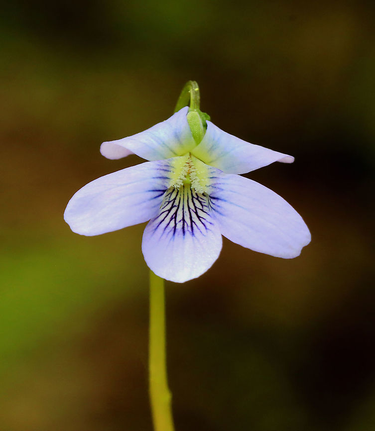 Violet - Viola sororia Habitat: Moist forest<br />
<figure class="photo"><a href="https://www.jungledragon.com/image/127576/violet_-_viola_sororia.html" title="Violet - Viola sororia"><img src="https://s3.amazonaws.com/media.jungledragon.com/images/3232/127576_thumb.jpg?AWSAccessKeyId=05GMT0V3GWVNE7GGM1R2&Expires=1759968010&Signature=hhbv7vl%2BrLCZ9pYOOumHPDJ3bCg%3D" width="200" height="162" alt="Violet - Viola sororia Habitat: Moist forest<br />
https://www.jungledragon.com/image/127576/violet_-_viola_sp.html<br />
https://www.jungledragon.com/image/127578/violet_-_viola_sp.html<br />
https://www.jungledragon.com/image/127577/violet_-_viola_sp.html Common Blue Violet,Geotagged,Spring,United States,Viola,Viola sororia,violet" /></a></figure><br />
<figure class="photo"><a href="https://www.jungledragon.com/image/127578/violet_-_viola_sororia.html" title="Violet - Viola sororia"><img src="https://s3.amazonaws.com/media.jungledragon.com/images/3232/127578_thumb.jpg?AWSAccessKeyId=05GMT0V3GWVNE7GGM1R2&Expires=1759968010&Signature=GDqtmVY9dqt2qwZBe79emfWldxE%3D" width="200" height="160" alt="Violet - Viola sororia Habitat: Moist forest<br />
https://www.jungledragon.com/image/127576/violet_-_viola_sp.html<br />
https://www.jungledragon.com/image/127578/violet_-_viola_sp.html<br />
https://www.jungledragon.com/image/127577/violet_-_viola_sp.html Common Blue Violet,Geotagged,Spring,United States,Viola sororia" /></a></figure><br />
<figure class="photo"><a href="https://www.jungledragon.com/image/127577/violet_-_viola_sororia.html" title="Violet - Viola sororia"><img src="https://s3.amazonaws.com/media.jungledragon.com/images/3232/127577_thumb.jpg?AWSAccessKeyId=05GMT0V3GWVNE7GGM1R2&Expires=1759968010&Signature=4DudejeRVhuGoX%2BV1I9UUHhAxpc%3D" width="134" height="152" alt="Violet - Viola sororia Habitat: Moist forest<br />
https://www.jungledragon.com/image/127576/violet_-_viola_sp.html<br />
https://www.jungledragon.com/image/127578/violet_-_viola_sp.html<br />
https://www.jungledragon.com/image/127577/violet_-_viola_sp.html Common Blue Violet,Geotagged,Spring,United States,Viola sororia" /></a></figure> Common Blue Violet,Geotagged,Spring,United States,Viola sororia
