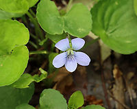 Violet - Viola sororia Habitat: Moist forest<br />
https://www.jungledragon.com/image/127576/violet_-_viola_sp.html<br />
https://www.jungledragon.com/image/127578/violet_-_viola_sp.html<br />
https://www.jungledragon.com/image/127577/violet_-_viola_sp.html Common Blue Violet,Geotagged,Spring,United States,Viola sororia