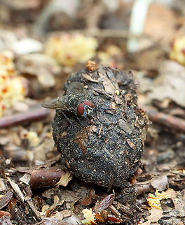 Fly Feasting on Feces Habitat: Deciduous forest Diptera,Fly,Geotagged,Muscidae,Spring,United States,scat