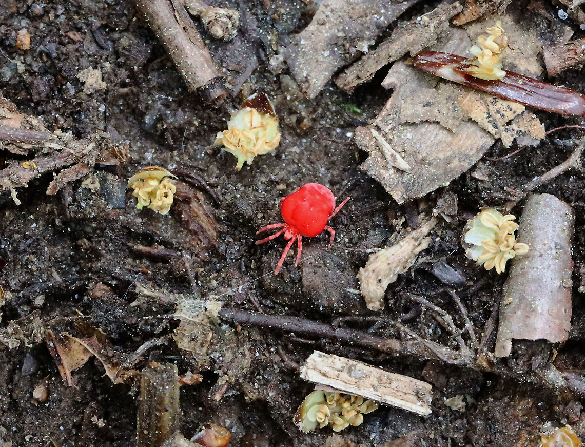 Red Velvet Mite - Trombidium sp. TL: ~ 4 mm.  <br />
<br />
Habitat: Crawling through the leaf litter and debris on the forest floor Geotagged,Spring,Trombidiidae,Trombidium,United States,mite,rain bug,red mite,red velvet mite