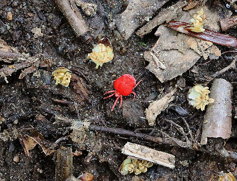 Red Velvet Mite - Trombidium sp. TL: ~ 4 mm.  

Habitat: Crawling through the leaf litter and debris on the forest floor Geotagged,Spring,Trombidiidae,Trombidium,United States,mite,rain bug,red mite,red velvet mite
