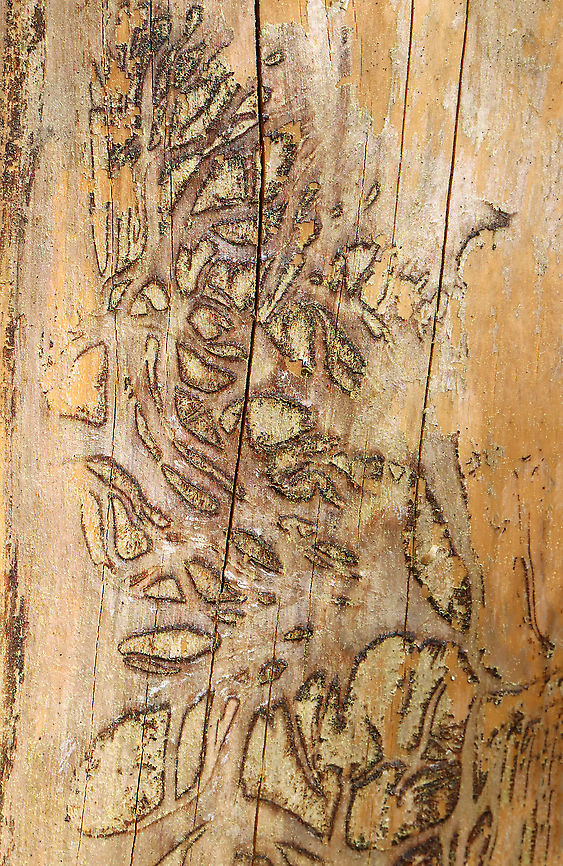 Insect Galleries When I pulled back the bark from a well-rotten log, this is all that remained of some former galleries. I&#039;m not sure who made these galleries (beetle larva, I assume), but the pattern was remarkable. <br />
<br />
Habitat: Deciduous forest Geotagged,Spring,United States,galleries,insect galleries,signs of wildlife