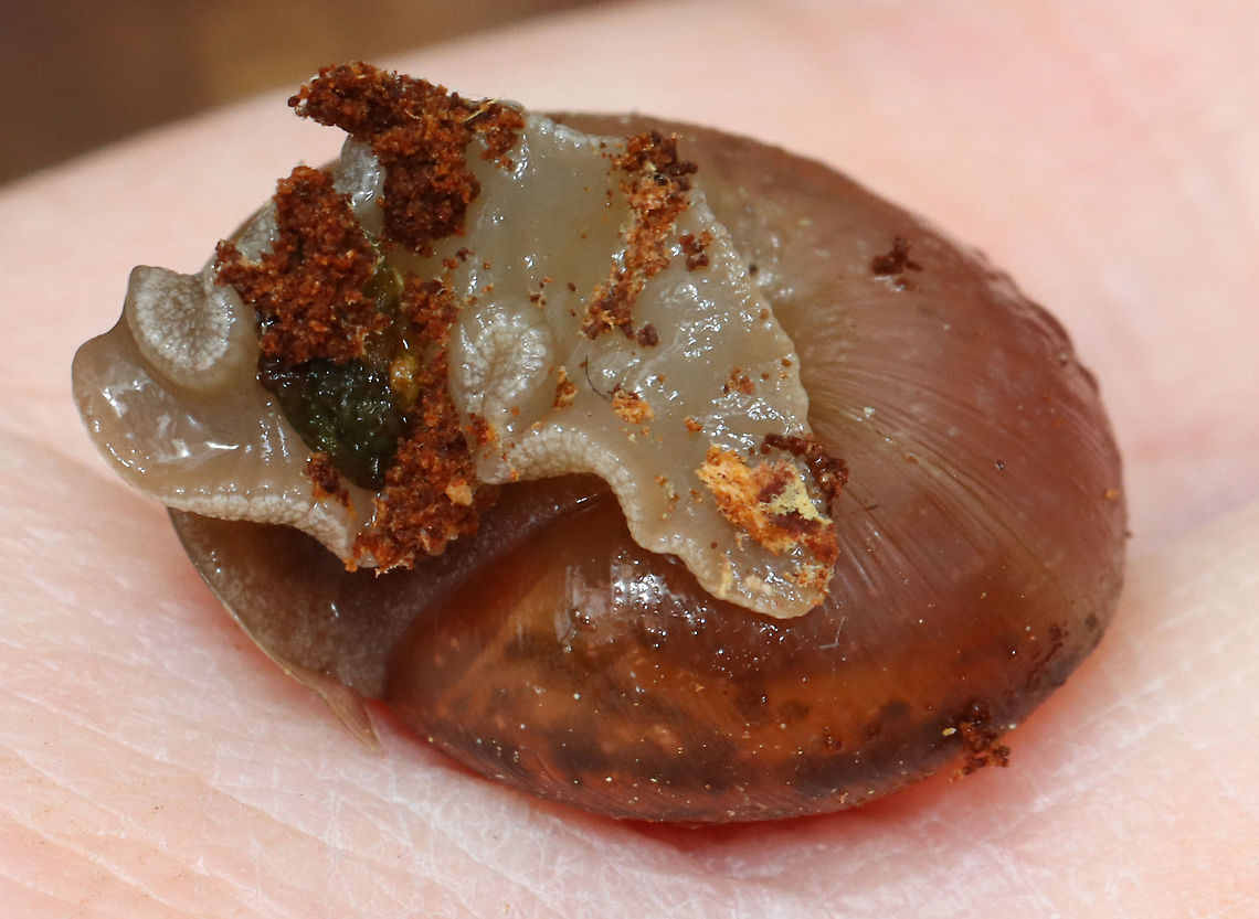 Terrestrial Snail - Family Polygyridae, Subfamily Triodopsinae Maybe Neohelix albolabris<br />
<br />
Habitat: Rotting wood; Deciduous forest, near a river&#039;s edge<br />
<figure class="photo"><a href="https://www.jungledragon.com/image/127697/terrestrial_snail_-_family_polygyridae_subfamily_triodopsinae.html" title="Terrestrial Snail - Family Polygyridae, Subfamily Triodopsinae"><img src="https://s3.amazonaws.com/media.jungledragon.com/images/3232/127697_thumb.jpg?AWSAccessKeyId=05GMT0V3GWVNE7GGM1R2&Expires=1759968010&Signature=LRkLmtlSX%2BswaLNdGLSbWSJlgX4%3D" width="200" height="148" alt="Terrestrial Snail - Family Polygyridae, Subfamily Triodopsinae Maybe Neohelix albolabris<br />
<br />
Habitat: Rotting wood; Deciduous forest, near a river&#039;s edge<br />
https://www.jungledragon.com/image/127697/terrestrial_snail_-_family_polygyridae_subfamily_triodopsinae.html<br />
https://www.jungledragon.com/image/127700/terrestrial_snail_-_family_polygyridae_subfamily_triodopsinae.html<br />
https://www.jungledragon.com/image/127698/terrestrial_snail_-_family_polygyridae_subfamily_triodopsinae.html Geotagged,Spring,United States" /></a></figure><br />
<figure class="photo"><a href="https://www.jungledragon.com/image/127700/terrestrial_snail_-_family_polygyridae_subfamily_triodopsinae.html" title="Terrestrial Snail - Family Polygyridae, Subfamily Triodopsinae"><img src="https://s3.amazonaws.com/media.jungledragon.com/images/3232/127700_thumb.jpg?AWSAccessKeyId=05GMT0V3GWVNE7GGM1R2&Expires=1759968010&Signature=ZH%2FDJXjHZ8Jo6MQXx%2FnL%2FeYmb1Y%3D" width="200" height="140" alt="Terrestrial Snail - Family Polygyridae, Subfamily Triodopsinae Maybe Neohelix albolabris<br />
<br />
Habitat: Rotting wood; Deciduous forest, near a river&#039;s edge<br />
https://www.jungledragon.com/image/127697/terrestrial_snail_-_family_polygyridae_subfamily_triodopsinae.html<br />
https://www.jungledragon.com/image/127700/terrestrial_snail_-_family_polygyridae_subfamily_triodopsinae.html<br />
https://www.jungledragon.com/image/127698/terrestrial_snail_-_family_polygyridae_subfamily_triodopsinae.html Geotagged,Spring,United States" /></a></figure><br />
<figure class="photo"><a href="https://www.jungledragon.com/image/127698/terrestrial_snail_-_family_polygyridae_subfamily_triodopsinae.html" title="Terrestrial Snail - Family Polygyridae, Subfamily Triodopsinae"><img src="https://s3.amazonaws.com/media.jungledragon.com/images/3232/127698_thumb.jpg?AWSAccessKeyId=05GMT0V3GWVNE7GGM1R2&Expires=1759968010&Signature=YtV4KH0N53Kj9aBaYFc3gle5hhg%3D" width="200" height="156" alt="Terrestrial Snail - Family Polygyridae, Subfamily Triodopsinae Maybe Neohelix albolabris<br />
<br />
Habitat: Rotting wood; Deciduous forest, near a river&#039;s edge<br />
https://www.jungledragon.com/image/127697/terrestrial_snail_-_family_polygyridae_subfamily_triodopsinae.html<br />
https://www.jungledragon.com/image/127700/terrestrial_snail_-_family_polygyridae_subfamily_triodopsinae.html<br />
https://www.jungledragon.com/image/127698/terrestrial_snail_-_family_polygyridae_subfamily_triodopsinae.html<br />
 Gastropoda,Geotagged,Polygyridae,Spring,Stylommatophora,Triodopsinae,United States,snail" /></a></figure> Geotagged,Spring,United States