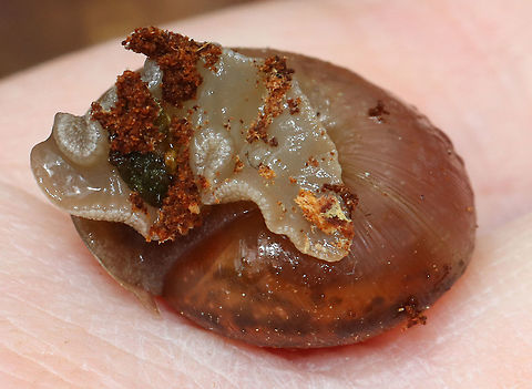 Terrestrial Snail - Family Polygyridae, Subfamily Triodopsinae Maybe Neohelix albolabris

Habitat: Rotting wood; Deciduous forest, near a river's edge
https://www.jungledragon.com/image/127697/terrestrial_snail_-_family_polygyridae_subfamily_triodopsinae.html
https://www.jungledragon.com/image/127700/terrestrial_snail_-_family_polygyridae_subfamily_triodopsinae.html
https://www.jungledragon.com/image/127698/terrestrial_snail_-_family_polygyridae_subfamily_triodopsinae.html Geotagged,Spring,United States