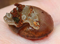 Terrestrial Snail - Family Polygyridae, Subfamily Triodopsinae Maybe Neohelix albolabris<br />
<br />
Habitat: Rotting wood; Deciduous forest, near a river's edge<br />
https://www.jungledragon.com/image/127697/terrestrial_snail_-_family_polygyridae_subfamily_triodopsinae.html<br />
https://www.jungledragon.com/image/127700/terrestrial_snail_-_family_polygyridae_subfamily_triodopsinae.html<br />
https://www.jungledragon.com/image/127698/terrestrial_snail_-_family_polygyridae_subfamily_triodopsinae.html Geotagged,Spring,United States