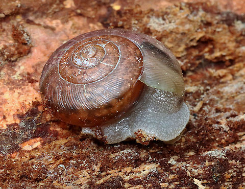 Terrestrial Snail - Family Polygyridae, Subfamily Triodopsinae Maybe Neohelix albolabris

Habitat: Rotting wood; Deciduous forest, near a river's edge
https://www.jungledragon.com/image/127697/terrestrial_snail_-_family_polygyridae_subfamily_triodopsinae.html
https://www.jungledragon.com/image/127700/terrestrial_snail_-_family_polygyridae_subfamily_triodopsinae.html
https://www.jungledragon.com/image/127698/terrestrial_snail_-_family_polygyridae_subfamily_triodopsinae.html
 Gastropoda,Geotagged,Polygyridae,Spring,Stylommatophora,Triodopsinae,United States,snail