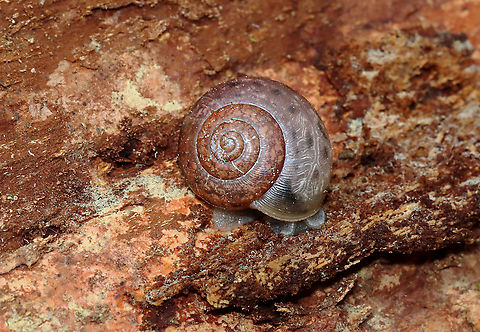 Terrestrial Snail - Family Polygyridae, Subfamily Triodopsinae Maybe Neohelix albolabris

Habitat: Rotting wood; Deciduous forest, near a river's edge
https://www.jungledragon.com/image/127697/terrestrial_snail_-_family_polygyridae_subfamily_triodopsinae.html
https://www.jungledragon.com/image/127700/terrestrial_snail_-_family_polygyridae_subfamily_triodopsinae.html
https://www.jungledragon.com/image/127698/terrestrial_snail_-_family_polygyridae_subfamily_triodopsinae.html Geotagged,Spring,United States