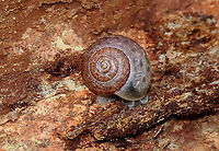 Terrestrial Snail - Family Polygyridae, Subfamily Triodopsinae Maybe Neohelix albolabris<br />
<br />
Habitat: Rotting wood; Deciduous forest, near a river's edge<br />
https://www.jungledragon.com/image/127697/terrestrial_snail_-_family_polygyridae_subfamily_triodopsinae.html<br />
https://www.jungledragon.com/image/127700/terrestrial_snail_-_family_polygyridae_subfamily_triodopsinae.html<br />
https://www.jungledragon.com/image/127698/terrestrial_snail_-_family_polygyridae_subfamily_triodopsinae.html Geotagged,Spring,United States