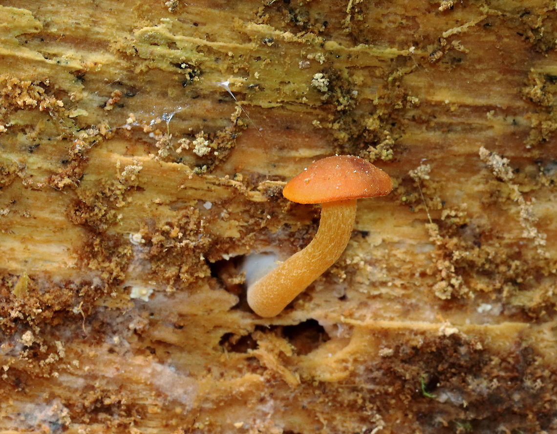 Mushrooms - Agaricales Habitat: Rotting wood<br />
<figure class="photo"><a href="https://www.jungledragon.com/image/127704/mushroom_-_agaricales.html" title="Mushroom - Agaricales"><img src="https://s3.amazonaws.com/media.jungledragon.com/images/3232/127704_thumb.jpg?AWSAccessKeyId=05GMT0V3GWVNE7GGM1R2&Expires=1769040010&Signature=9DoCJKx5xW9wfGGJPRXi5CRNzvs%3D" width="200" height="144" alt="Mushroom - Agaricales Habitat: Rotting wood<br />
https://www.jungledragon.com/image/127703/funeral_bells_-_galerina_marginata.html Geotagged,Spring,United States" /></a></figure> Geotagged,Spring,United States,fungus,mushroom