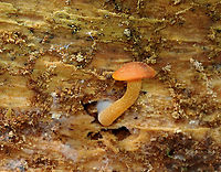 Mushrooms - Agaricales Habitat: Rotting wood<br />
https://www.jungledragon.com/image/127704/funeral_bells_-_galerina_marginata.html Geotagged,Spring,United States,fungus,mushroom