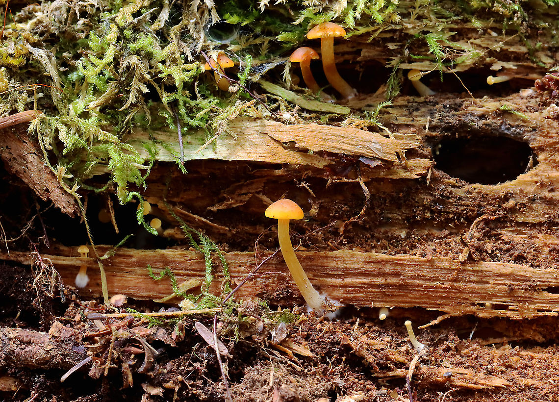Mushroom - Agaricales Habitat: Rotting wood<br />
<figure class="photo"><a href="https://www.jungledragon.com/image/127703/mushrooms_-_agaricales.html" title="Mushrooms - Agaricales"><img src="https://s3.amazonaws.com/media.jungledragon.com/images/3232/127703_thumb.jpg?AWSAccessKeyId=05GMT0V3GWVNE7GGM1R2&Expires=1759968010&Signature=Xi5JvD7n4YM1p3r7w1SvGxbiAXQ%3D" width="200" height="156" alt="Mushrooms - Agaricales Habitat: Rotting wood<br />
https://www.jungledragon.com/image/127704/funeral_bells_-_galerina_marginata.html Geotagged,Spring,United States,fungus,mushroom" /></a></figure> Geotagged,Spring,United States