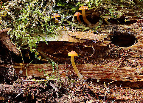 Mushroom - Agaricales Habitat: Rotting wood
https://www.jungledragon.com/image/127703/funeral_bells_-_galerina_marginata.html Geotagged,Spring,United States