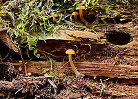 Mushroom - Agaricales Habitat: Rotting wood<br />
https://www.jungledragon.com/image/127703/funeral_bells_-_galerina_marginata.html Geotagged,Spring,United States
