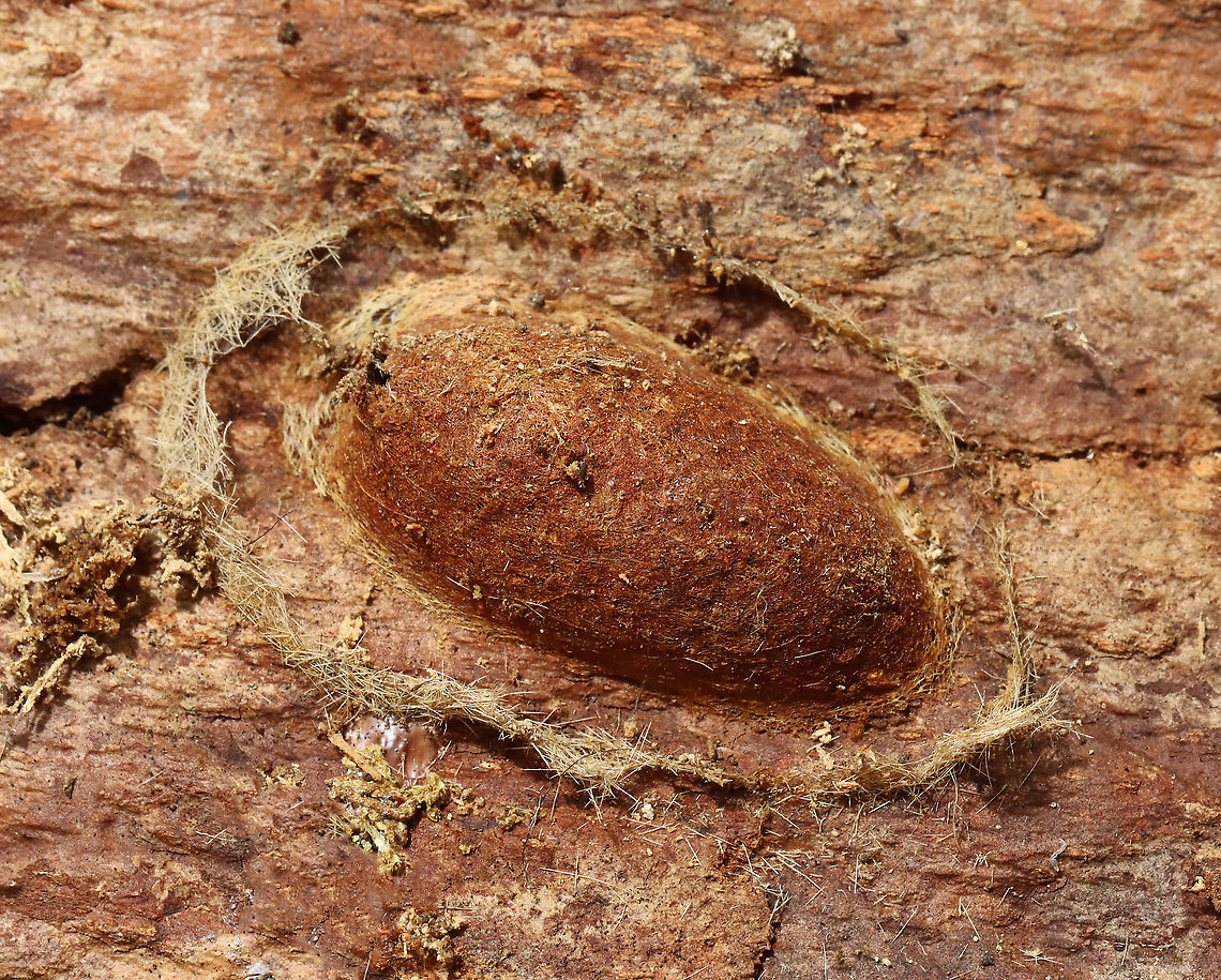 Remnants of a Moth Cocoon Possibly in the family Erebidae. The adult moth had already emerged through a hole on the left end of the cocoon.<br />
<br />
Habitat: Under bark; forest Cocoon,Geotagged,Spring,United States,erebidae,moth cocoon,moth pupa,pupa,signs of wildlife