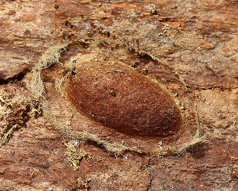 Remnants of a Moth Cocoon Possibly in the family Erebidae. The adult moth had already emerged through a hole on the left end of the cocoon.

Habitat: Under bark; forest Cocoon,Geotagged,Spring,United States,erebidae,moth cocoon,moth pupa,pupa,signs of wildlife