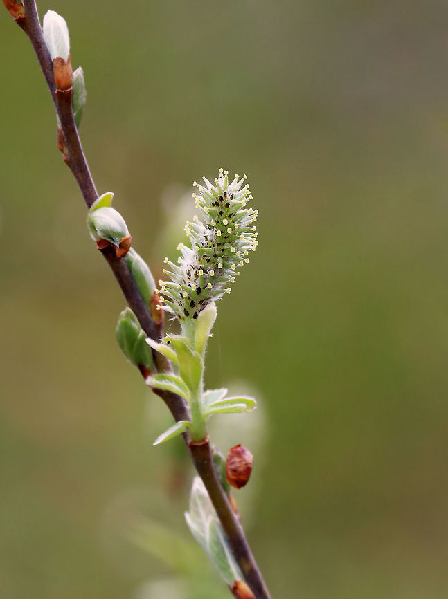 Willow - Salix sp. I think these are willow buds/flowers.<br />
<br />
Habitat: Deciduous forest Geotagged,Salix,Spring,United States,willow
