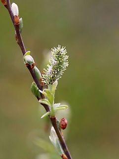 Willow - Salix sp. I think these are willow buds/flowers.

Habitat: Deciduous forest Geotagged,Salix,Spring,United States,willow