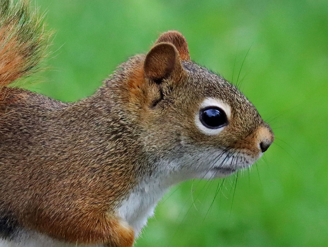 Red Squirrel - Tamiasciurus hudsonicus Habitat: Pondside; deciduous forest American red squirrel,Geotagged,Spring,Tamiasciurus,Tamiasciurus hudsonicus,United States,red squirrel,squirrel