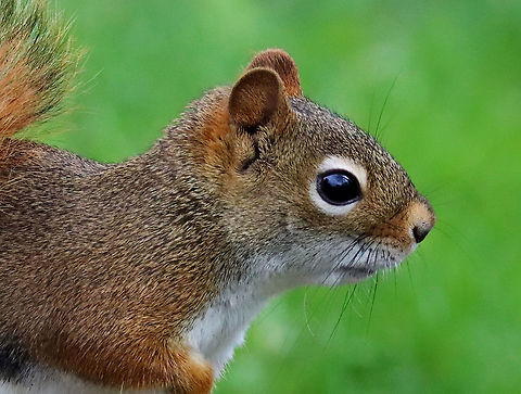 Red Squirrel - Tamiasciurus hudsonicus Habitat: Pondside; deciduous forest American red squirrel,Geotagged,Spring,Tamiasciurus,Tamiasciurus hudsonicus,United States,red squirrel,squirrel