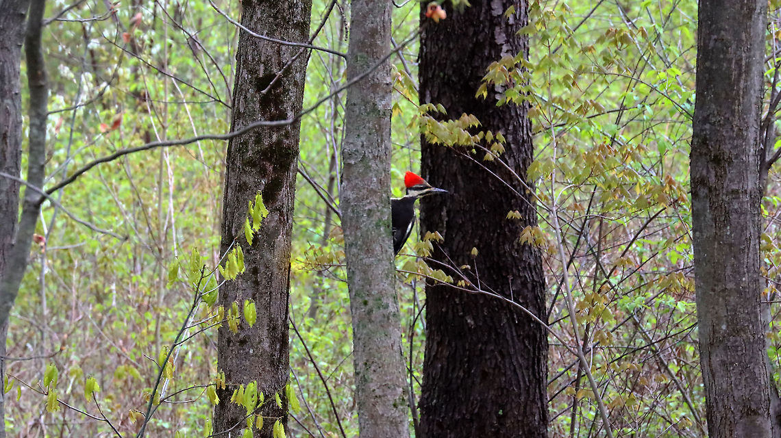 Pileated Woodpecker - Dryocopus pileatus Habitat: Deciduous forest Dryocopus,Dryocopus pileatus,Geotagged,Pileated Woodpecker,Spring,United States,woodpecker