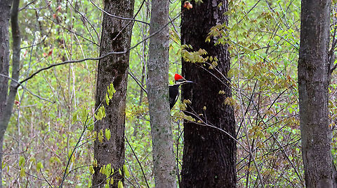 Pileated Woodpecker - Dryocopus pileatus Habitat: Deciduous forest Dryocopus,Dryocopus pileatus,Geotagged,Pileated Woodpecker,Spring,United States,woodpecker