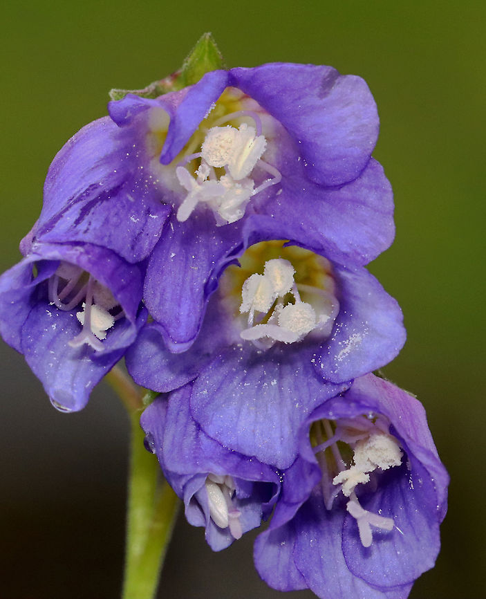 False Jacob's Ladder - Polemonium reptans Habitat: Pondside; deciduous forest<br />
<figure class="photo"><a href="https://www.jungledragon.com/image/127774/false_jacobs_ladder_-_polemonium_reptans.html" title="False Jacob's Ladder - Polemonium reptans"><img src="https://s3.amazonaws.com/media.jungledragon.com/images/3232/127774_thumb.jpg?AWSAccessKeyId=05GMT0V3GWVNE7GGM1R2&Expires=1769040010&Signature=MeVc0OfXaUUEkaGXkk424IosUH8%3D" width="124" height="152" alt="False Jacob's Ladder - Polemonium reptans Habitat: Pondside; deciduous forest<br />
https://www.jungledragon.com/image/127774/false_jacobs_ladder_-_polemonium_reptans.html<br />
https://www.jungledragon.com/image/127776/false_jacobs_ladder_-_polemonium_reptans.html<br />
https://www.jungledragon.com/image/127775/false_jacobs_ladder_-_polemonium_reptans.html<br />
https://www.jungledragon.com/image/127787/false_jacobs_ladder_-_polemonium_reptans.html Geotagged,Greek Valerian,Polemonium reptans,Spring,United States" /></a></figure><br />
<figure class="photo"><a href="https://www.jungledragon.com/image/127776/false_jacobs_ladder_-_polemonium_reptans.html" title="False Jacob's Ladder - Polemonium reptans"><img src="https://s3.amazonaws.com/media.jungledragon.com/images/3232/127776_thumb.jpg?AWSAccessKeyId=05GMT0V3GWVNE7GGM1R2&Expires=1769040010&Signature=rEiA021V%2FQ6dDyUq7yuGspA5hsI%3D" width="200" height="158" alt="False Jacob's Ladder - Polemonium reptans Habitat: Pondside; deciduous forest<br />
https://www.jungledragon.com/image/127774/false_jacobs_ladder_-_polemonium_reptans.html<br />
https://www.jungledragon.com/image/127776/false_jacobs_ladder_-_polemonium_reptans.html<br />
https://www.jungledragon.com/image/127775/false_jacobs_ladder_-_polemonium_reptans.html<br />
https://www.jungledragon.com/image/127787/false_jacobs_ladder_-_polemonium_reptans.html Geotagged,Greek Valerian,Polemonium,Polemonium reptans,Spring,United States" /></a></figure><br />
<figure class="photo"><a href="https://www.jungledragon.com/image/127775/false_jacobs_ladder_-_polemonium_reptans.html" title="False Jacob's Ladder - Polemonium reptans"><img src="https://s3.amazonaws.com/media.jungledragon.com/images/3232/127775_thumb.jpg?AWSAccessKeyId=05GMT0V3GWVNE7GGM1R2&Expires=1769040010&Signature=Y4VhTO046DRiWIvwZnf54TdBojw%3D" width="200" height="164" alt="False Jacob's Ladder - Polemonium reptans Habitat: Pondside; deciduous forest<br />
https://www.jungledragon.com/image/127774/false_jacobs_ladder_-_polemonium_reptans.html<br />
https://www.jungledragon.com/image/127776/false_jacobs_ladder_-_polemonium_reptans.html<br />
https://www.jungledragon.com/image/127775/false_jacobs_ladder_-_polemonium_reptans.html<br />
https://www.jungledragon.com/image/127787/false_jacobs_ladder_-_polemonium_reptans.html Geotagged,Greek Valerian,Polemonium reptans,Spring,United States" /></a></figure><br />
<figure class="photo"><a href="https://www.jungledragon.com/image/127787/false_jacobs_ladder_-_polemonium_reptans.html" title="False Jacob's Ladder - Polemonium reptans"><img src="https://s3.amazonaws.com/media.jungledragon.com/images/3232/127787_thumb.jpg?AWSAccessKeyId=05GMT0V3GWVNE7GGM1R2&Expires=1769040010&Signature=4M%2Fj3P%2F55yLF9BOqy%2Bjx%2BMDGh00%3D" width="200" height="130" alt="False Jacob's Ladder - Polemonium reptans Habitat: Pondside; deciduous forest<br />
https://www.jungledragon.com/image/127774/false_jacobs_ladder_-_polemonium_reptans.html<br />
https://www.jungledragon.com/image/127776/false_jacobs_ladder_-_polemonium_reptans.html<br />
https://www.jungledragon.com/image/127775/false_jacobs_ladder_-_polemonium_reptans.html<br />
https://www.jungledragon.com/image/127787/false_jacobs_ladder_-_polemonium_reptans.html Geotagged,Greek Valerian,Polemonium reptans,Spring,United States" /></a></figure> Geotagged,Greek Valerian,Polemonium reptans,Spring,United States