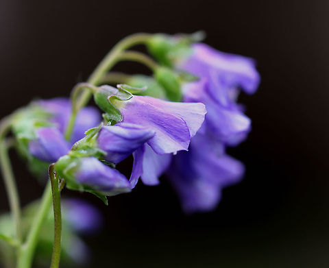 False Jacob's Ladder - Polemonium reptans Habitat: Pondside; deciduous forest
https://www.jungledragon.com/image/127774/false_jacobs_ladder_-_polemonium_reptans.html
https://www.jungledragon.com/image/127776/false_jacobs_ladder_-_polemonium_reptans.html
https://www.jungledragon.com/image/127775/false_jacobs_ladder_-_polemonium_reptans.html
https://www.jungledragon.com/image/127787/false_jacobs_ladder_-_polemonium_reptans.html Geotagged,Greek Valerian,Polemonium reptans,Spring,United States
