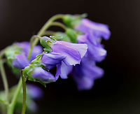 False Jacob's Ladder - Polemonium reptans Habitat: Pondside; deciduous forest<br />
https://www.jungledragon.com/image/127774/false_jacobs_ladder_-_polemonium_reptans.html<br />
https://www.jungledragon.com/image/127776/false_jacobs_ladder_-_polemonium_reptans.html<br />
https://www.jungledragon.com/image/127775/false_jacobs_ladder_-_polemonium_reptans.html<br />
https://www.jungledragon.com/image/127787/false_jacobs_ladder_-_polemonium_reptans.html Geotagged,Greek Valerian,Polemonium reptans,Spring,United States
